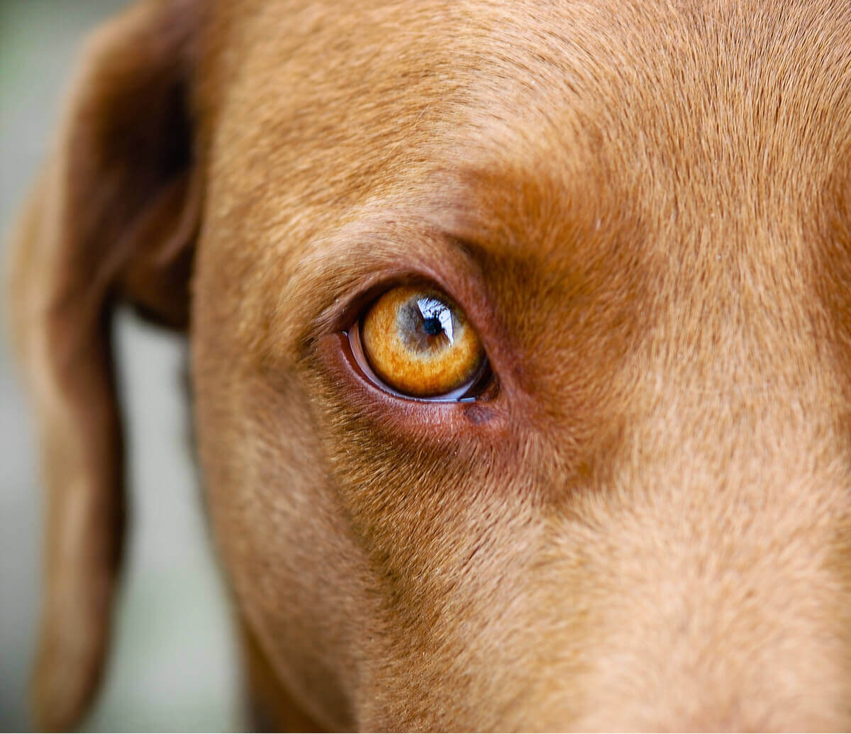 Um cachorro com um dos olhos vermelhos e inchados.