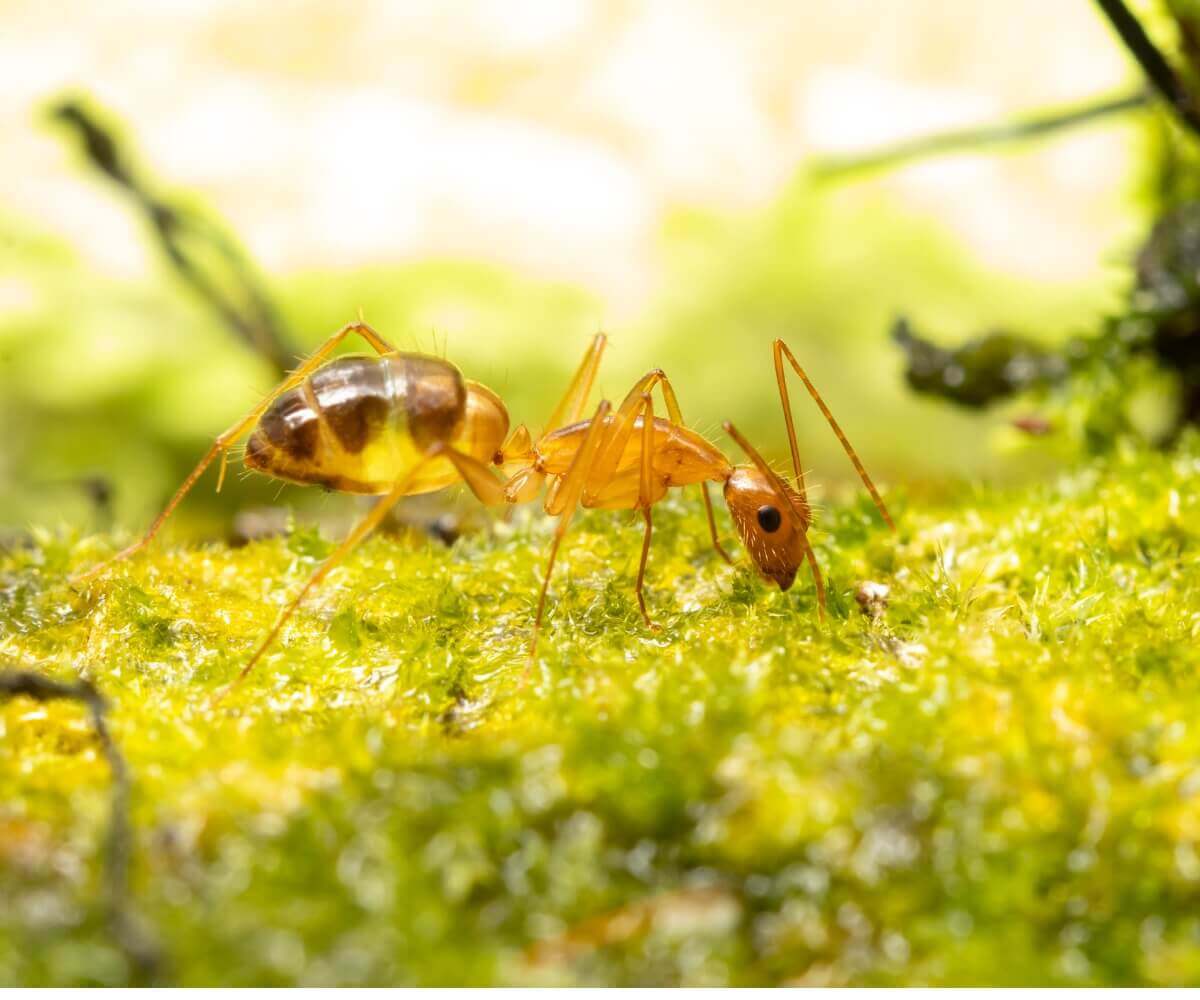 Conheça várias curiosidades sobre as formigas