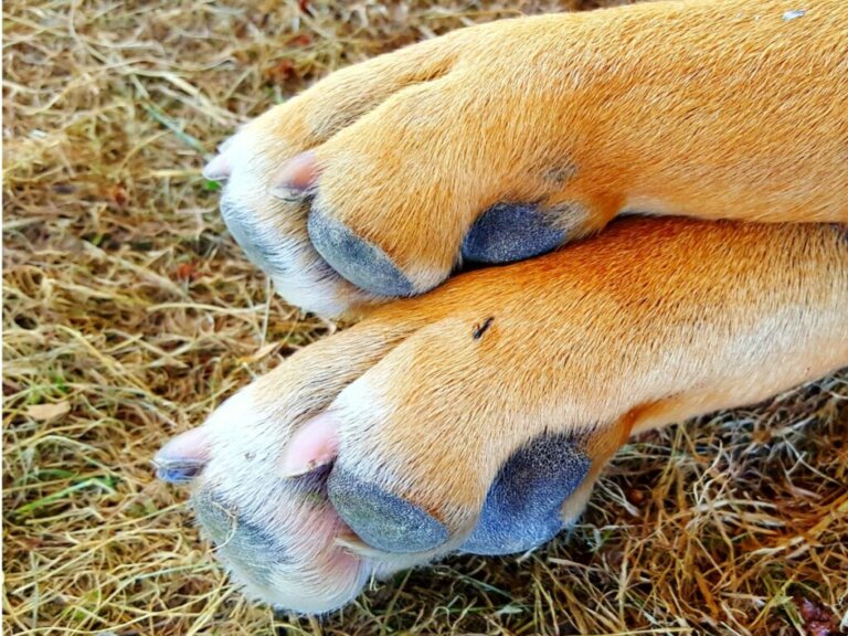 Picada de formiga em cães