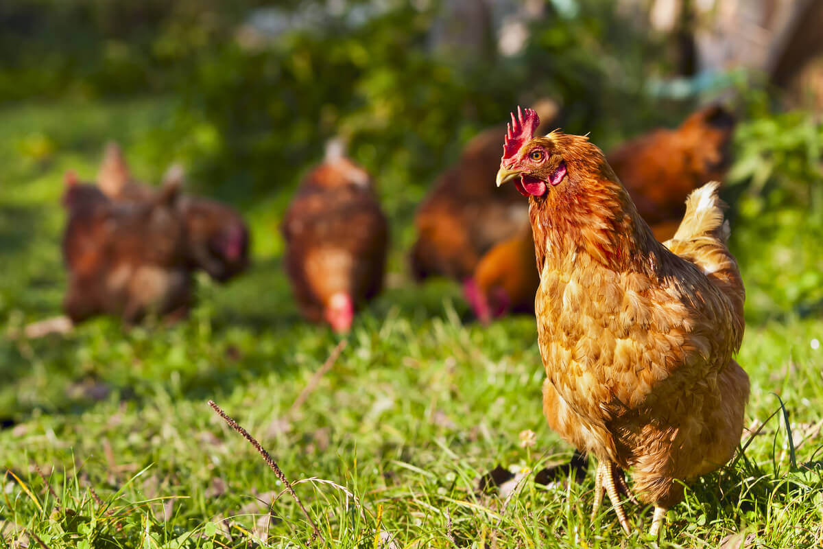 Você conhece o comportamento social das galinhas?