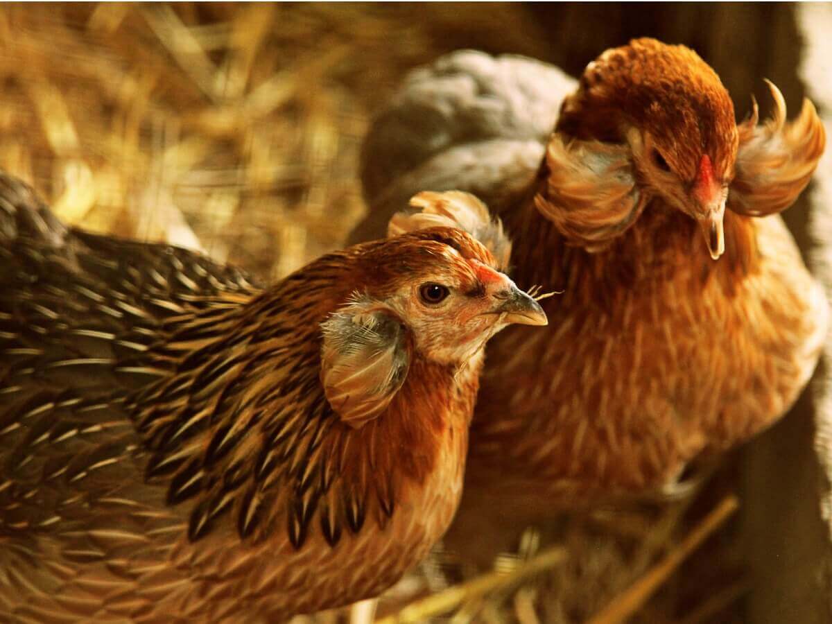 Você conhece o comportamento das galinhas?