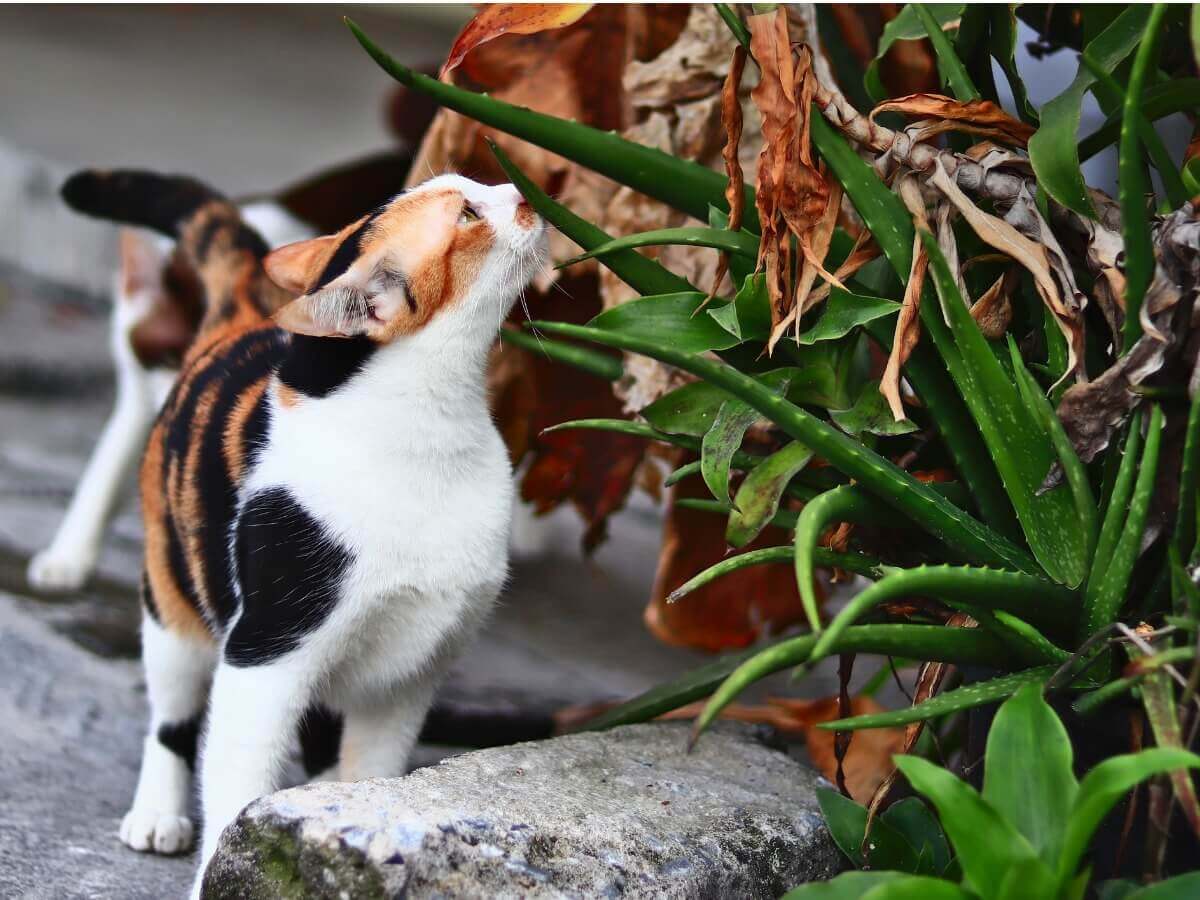 Um gato cheirando aloe vera.