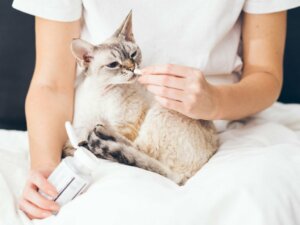 Buprex para gatos: dosagem e efeitos colaterais