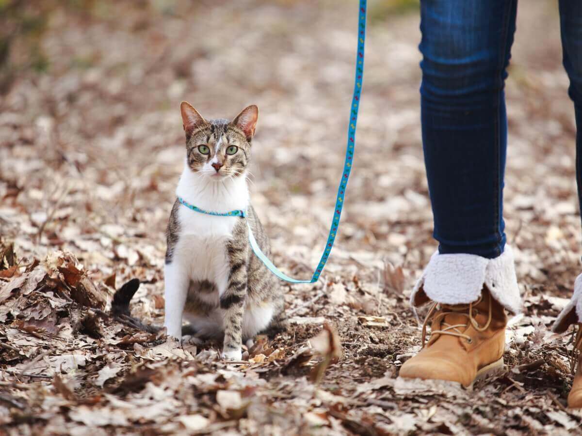 Um gato passeando de coleira.