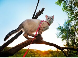 5 dicas para passear com o seu gato