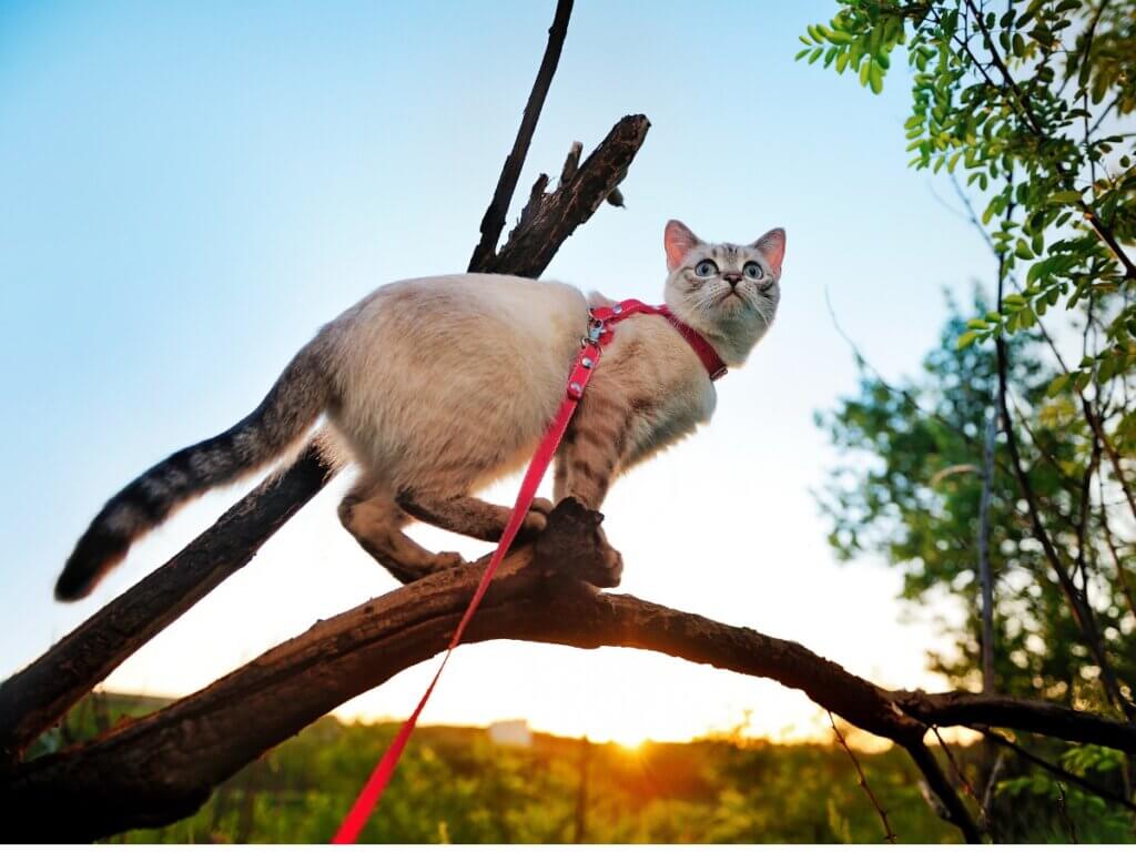 5 dicas para passear com o seu gato