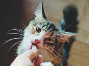 8 dicas sobre a alimentação dos gatos de acordo com a idade