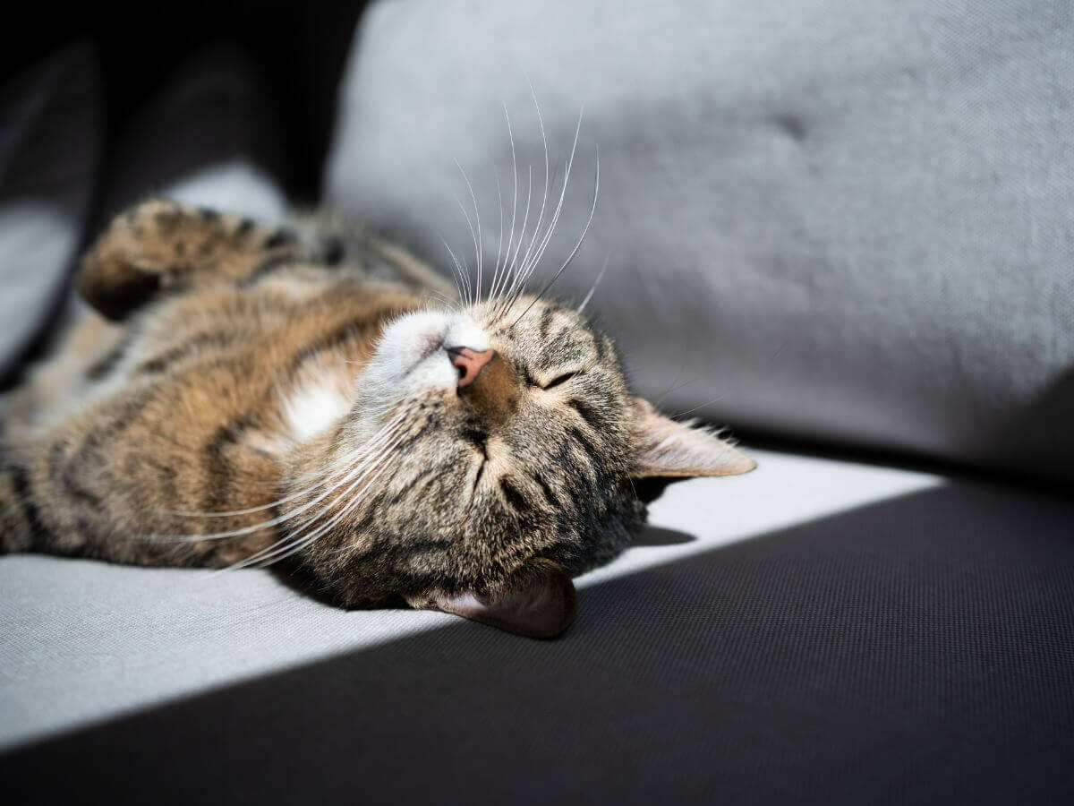 De barriga para cima: uma das posições do gato ao dormir