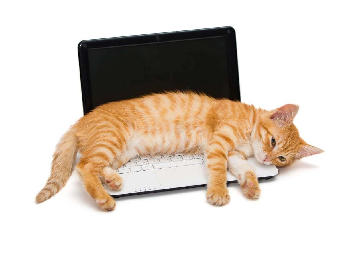 Um gato deitado em cima de um computador.