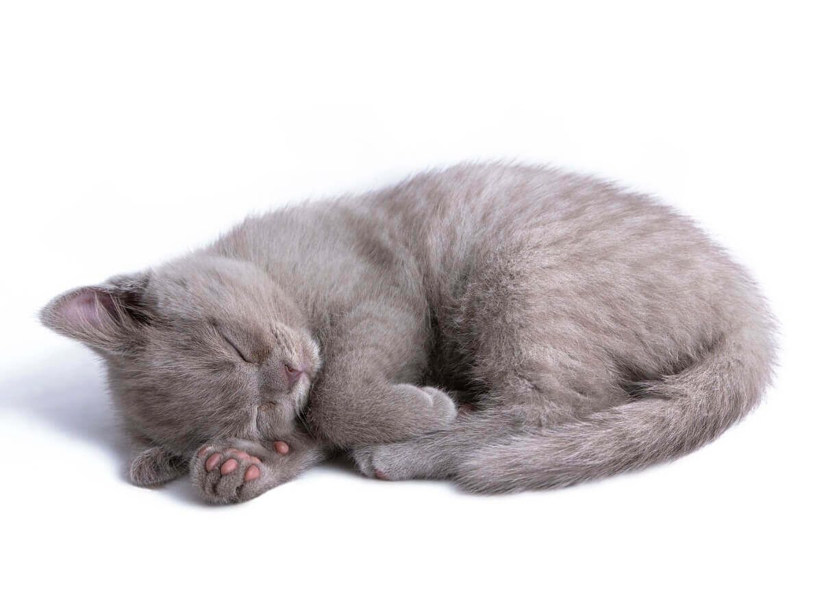 De lado: uma das posições do gato ao dormir