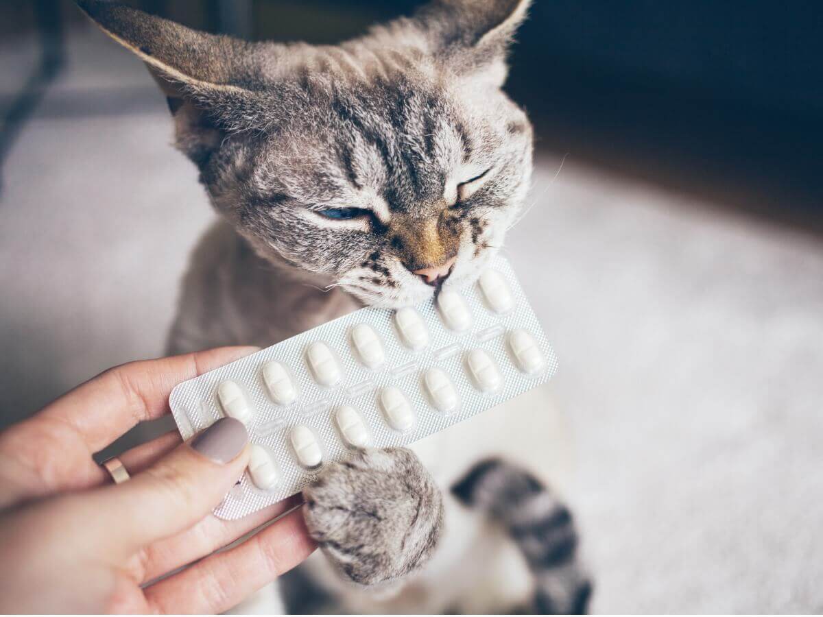 Os anti-histamínicos para gatos podem ajudar em muitas condições.