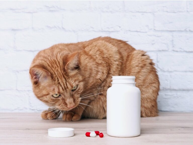 Nolotil para gatos: usos e dosagem