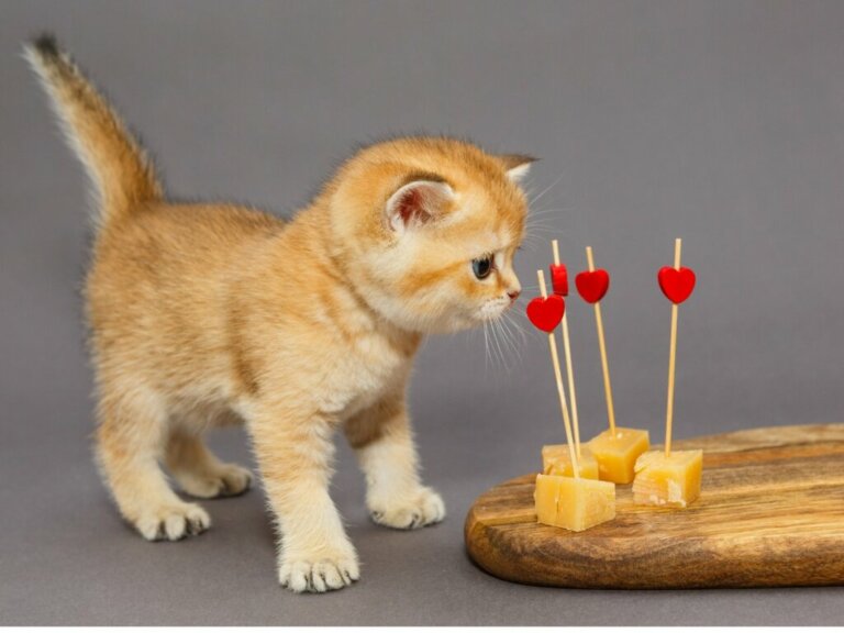 Os gatos podem comer queijo?