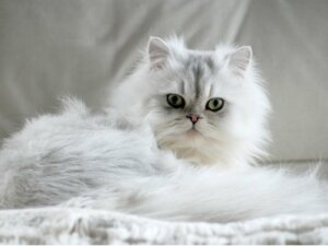 7 tipos de gato persa