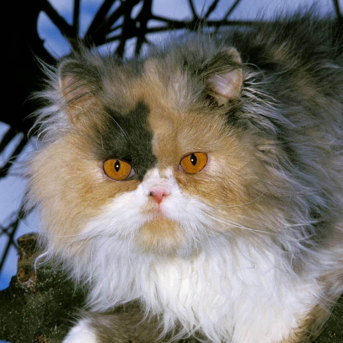 Particolor: um dos tipos de gato persa