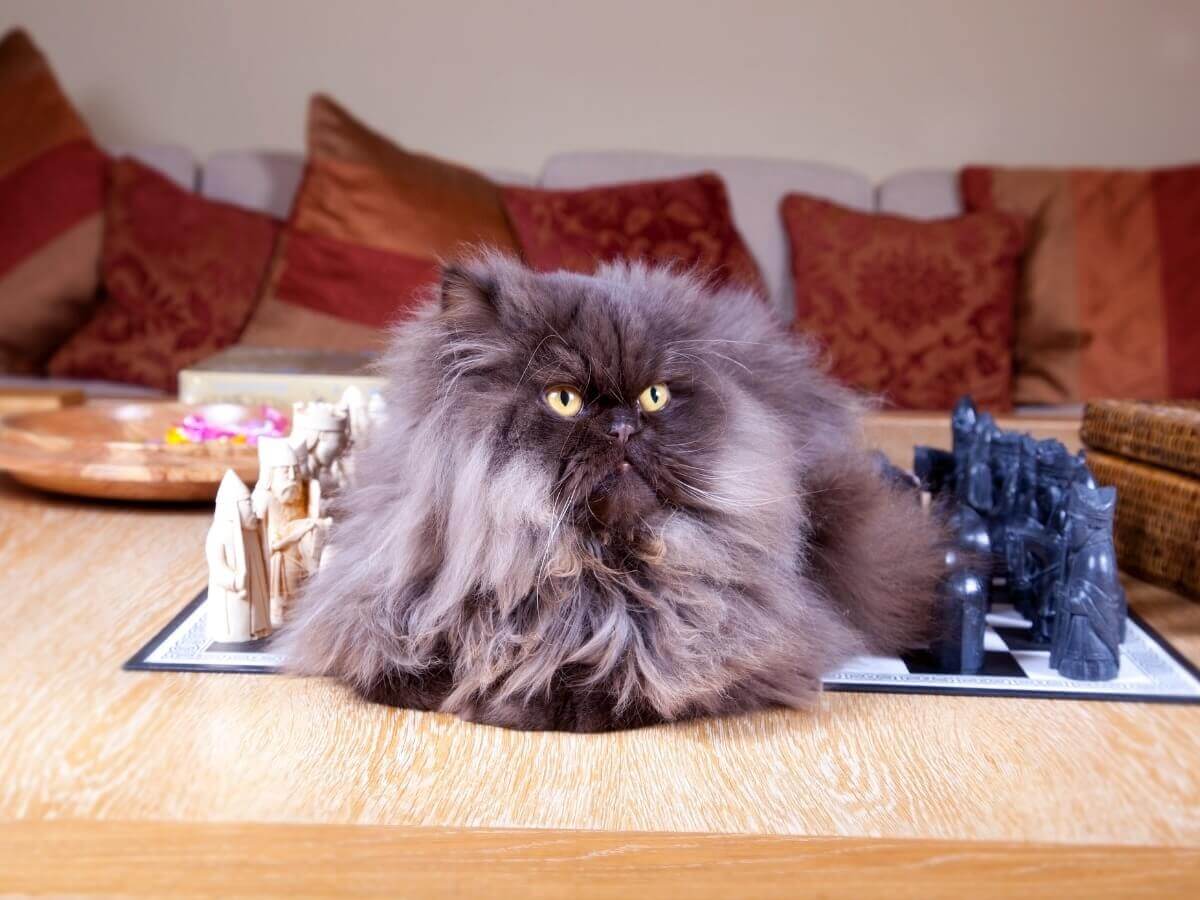 Mias um dos tipos de gato persa