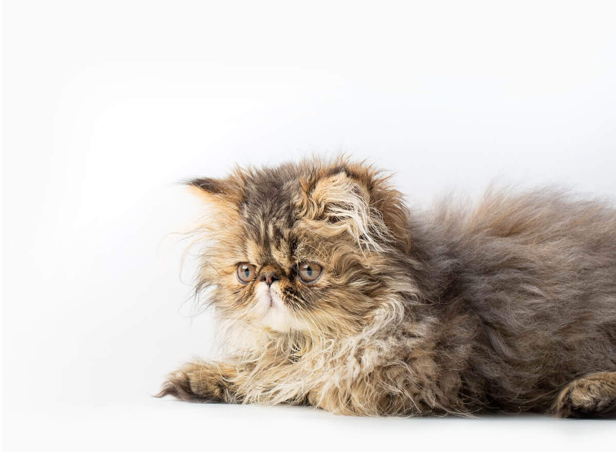 Um gato persa tabby