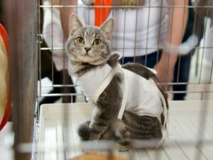 Cuidando de um gato esterilizado