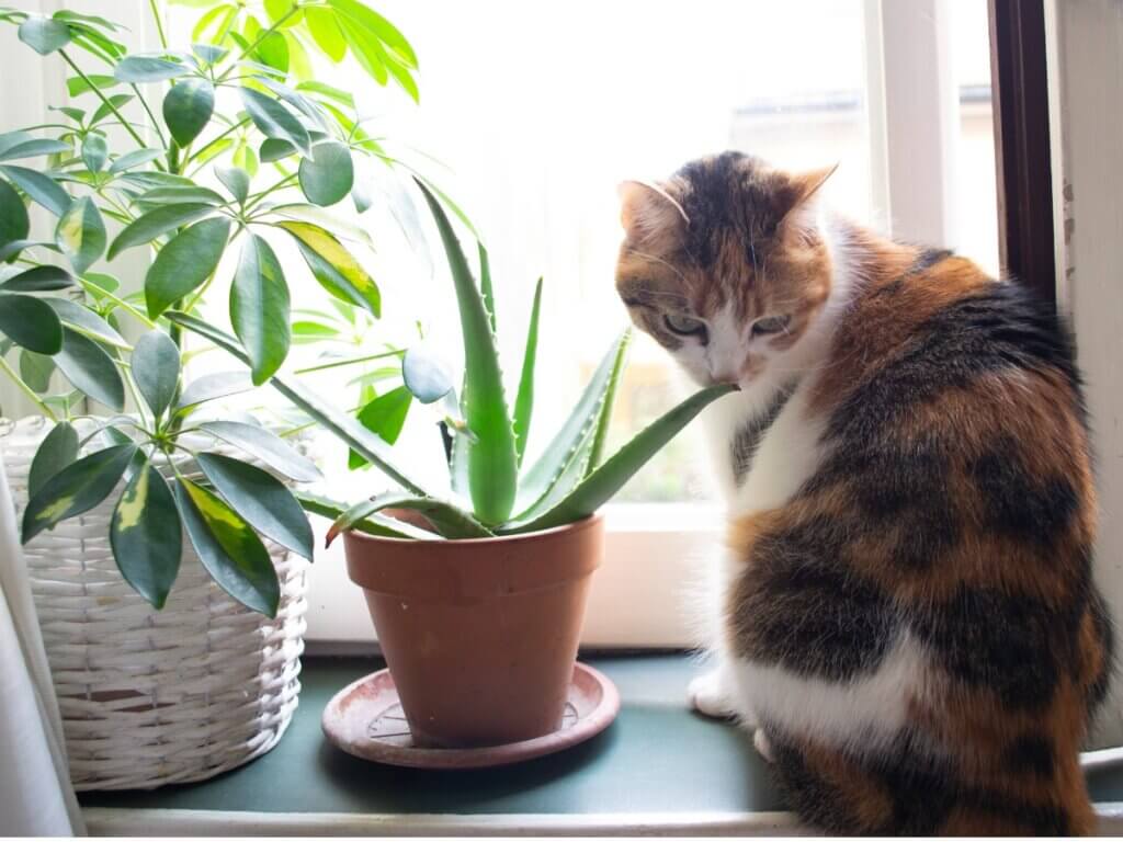Aloe vera para gatos: usos e benefícios
