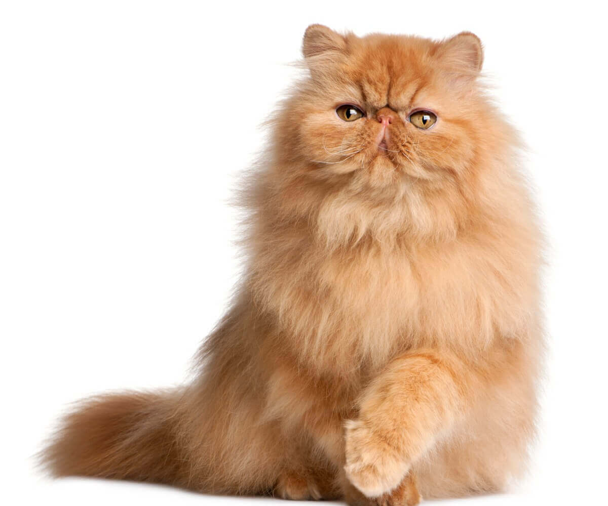 Sólido: um dos tipos de gato persa