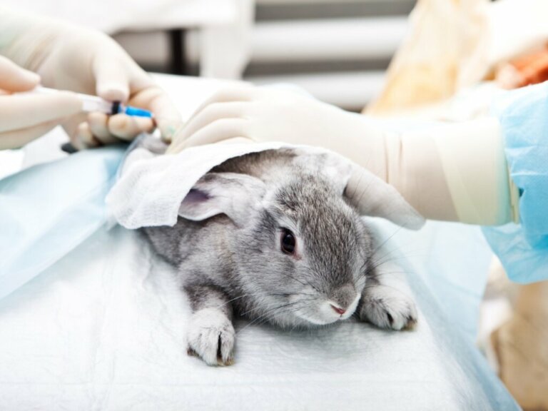 Ivermectina para coelhos: tudo que você precisa saber