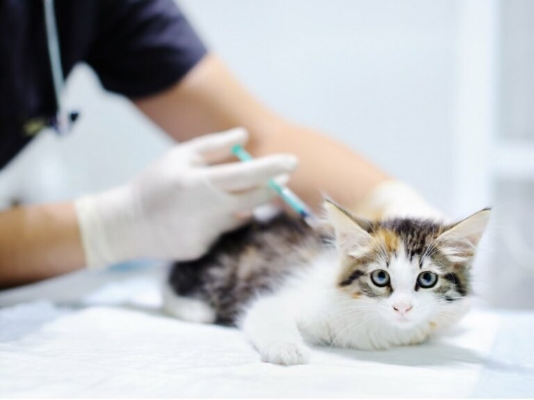 Vacina trivalente para gatos: para que serve e efeitos secundários