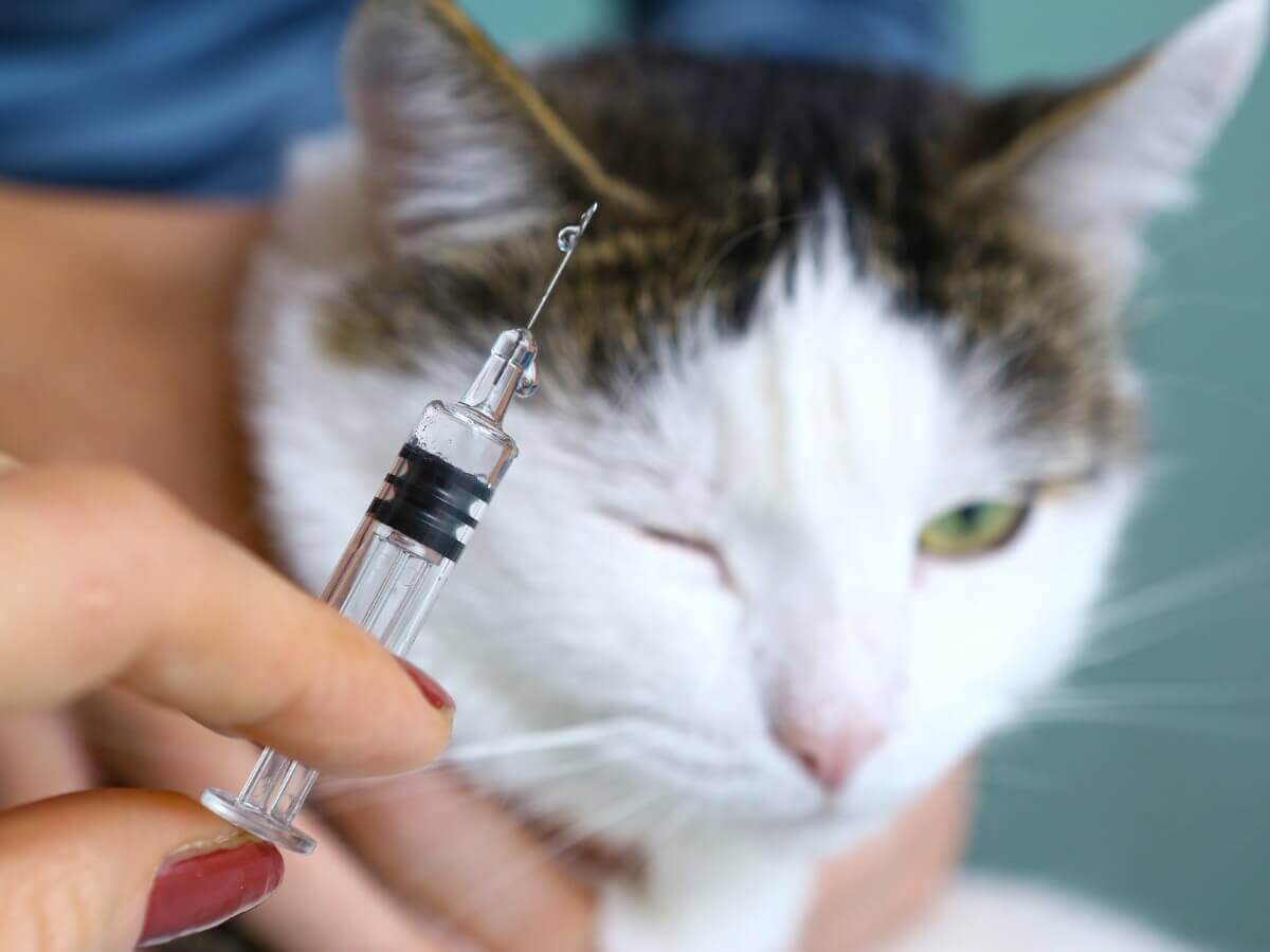 Um gato tomando vacina.