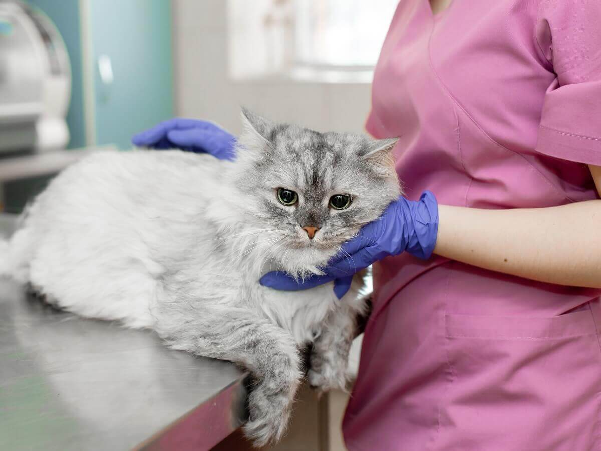 O derrame pleural em gatos pode ser muito sério.