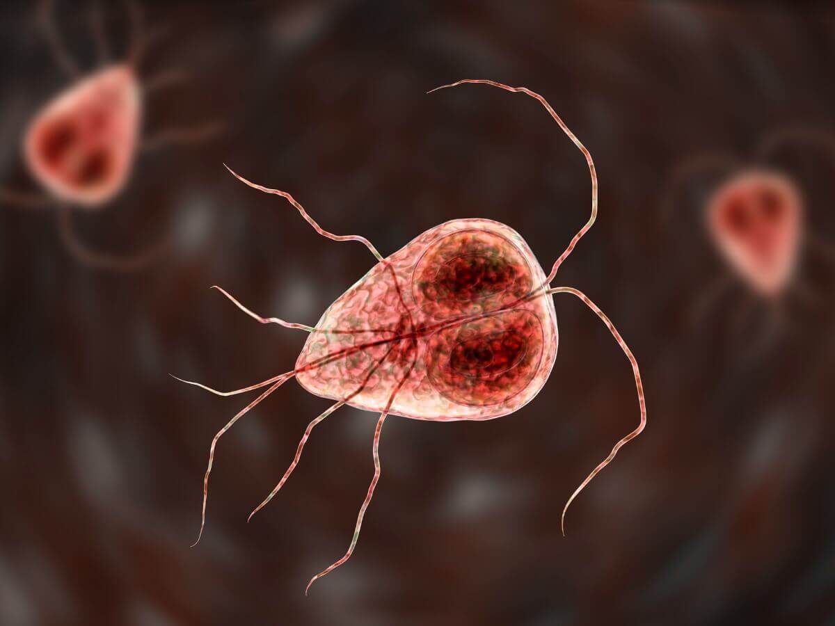 Giardia intestinalis, um protozoário.