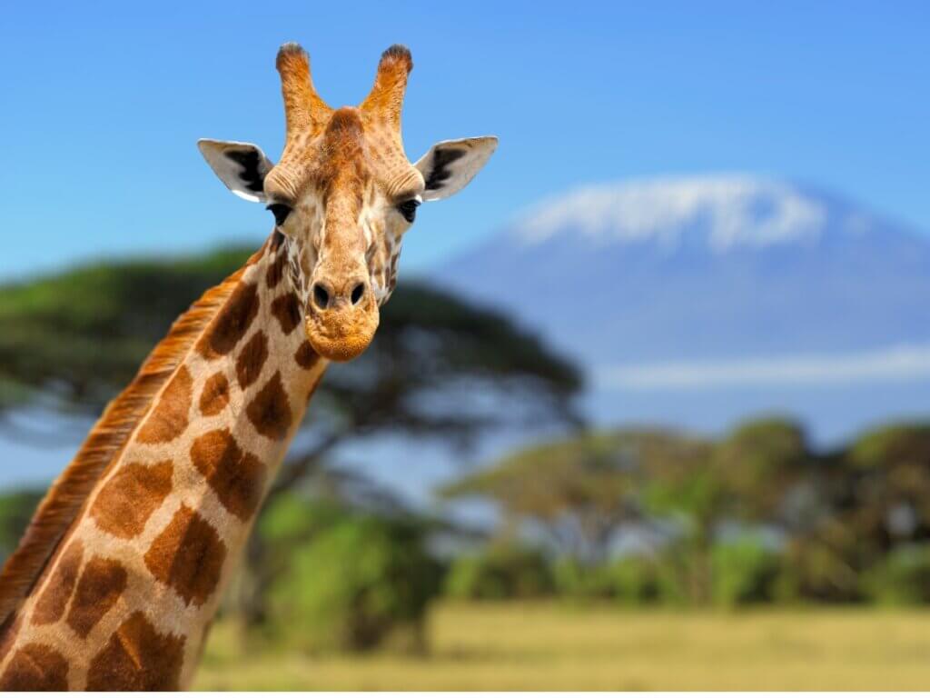 Comportamento das girafas