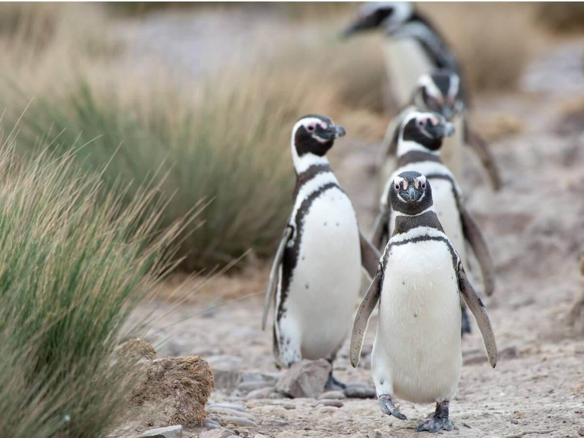 Um grupo de pinguim-de-magalhães.