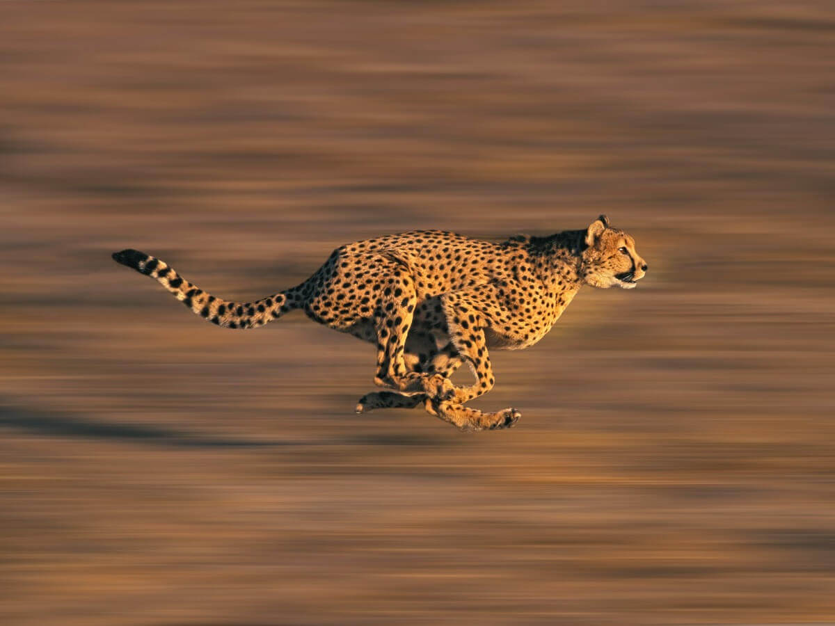 Alta velocidade na caça: características do comportamento do guepardo.