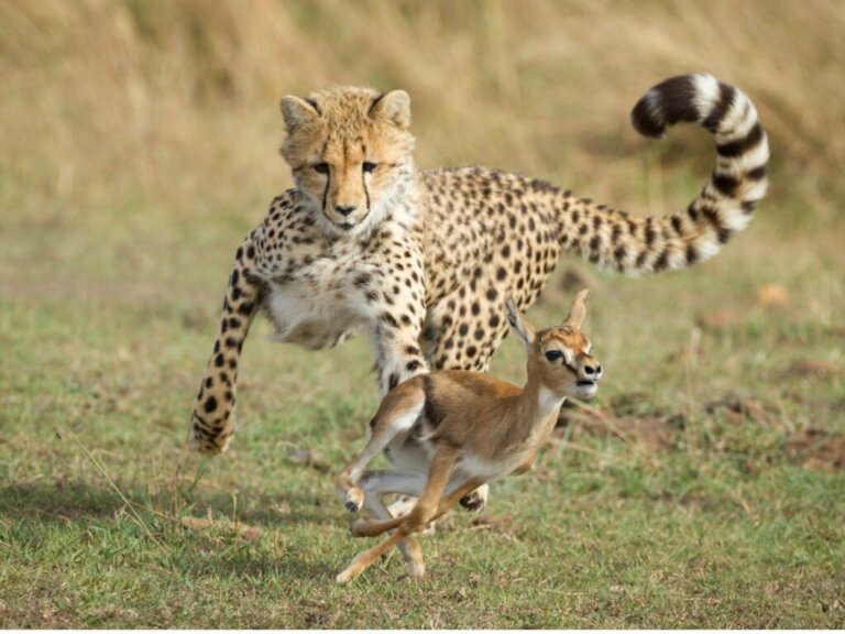 O comportamento do guepardo