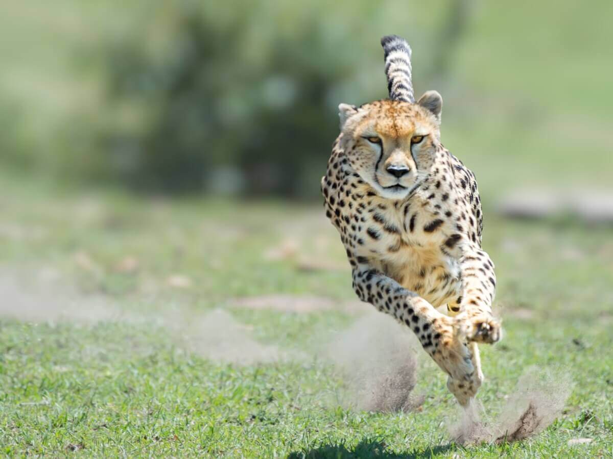 Um guepardo perseguindo sua presa.