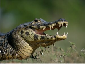 Jacaré-tinga: habitat e características