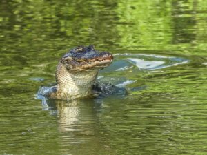 Diferenças entre jacaré e crocodilo