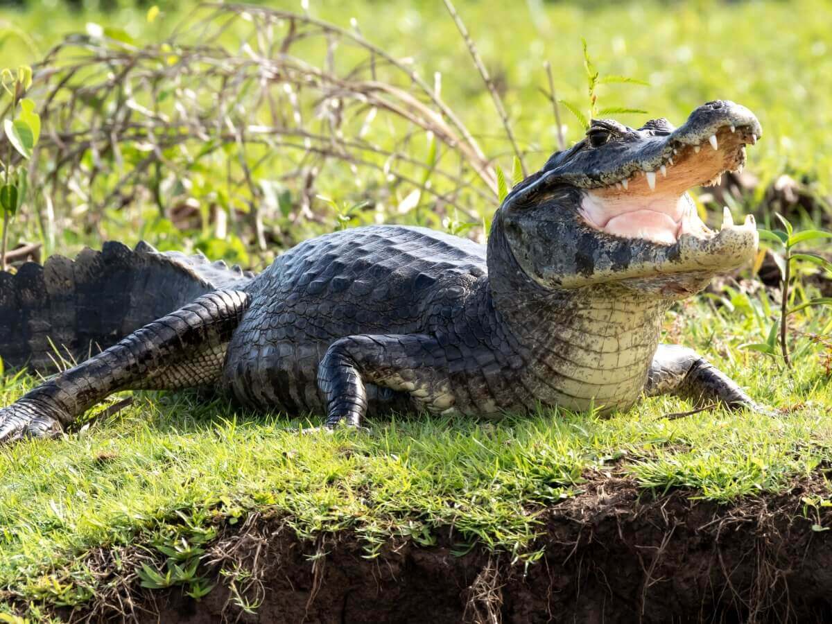 Um jacaré-tinga fora d'água.