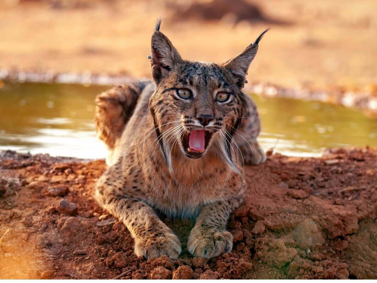 Lince-ibérico de boca aberta