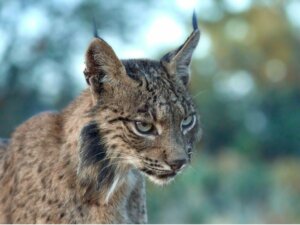 O comportamento do lince-ibérico