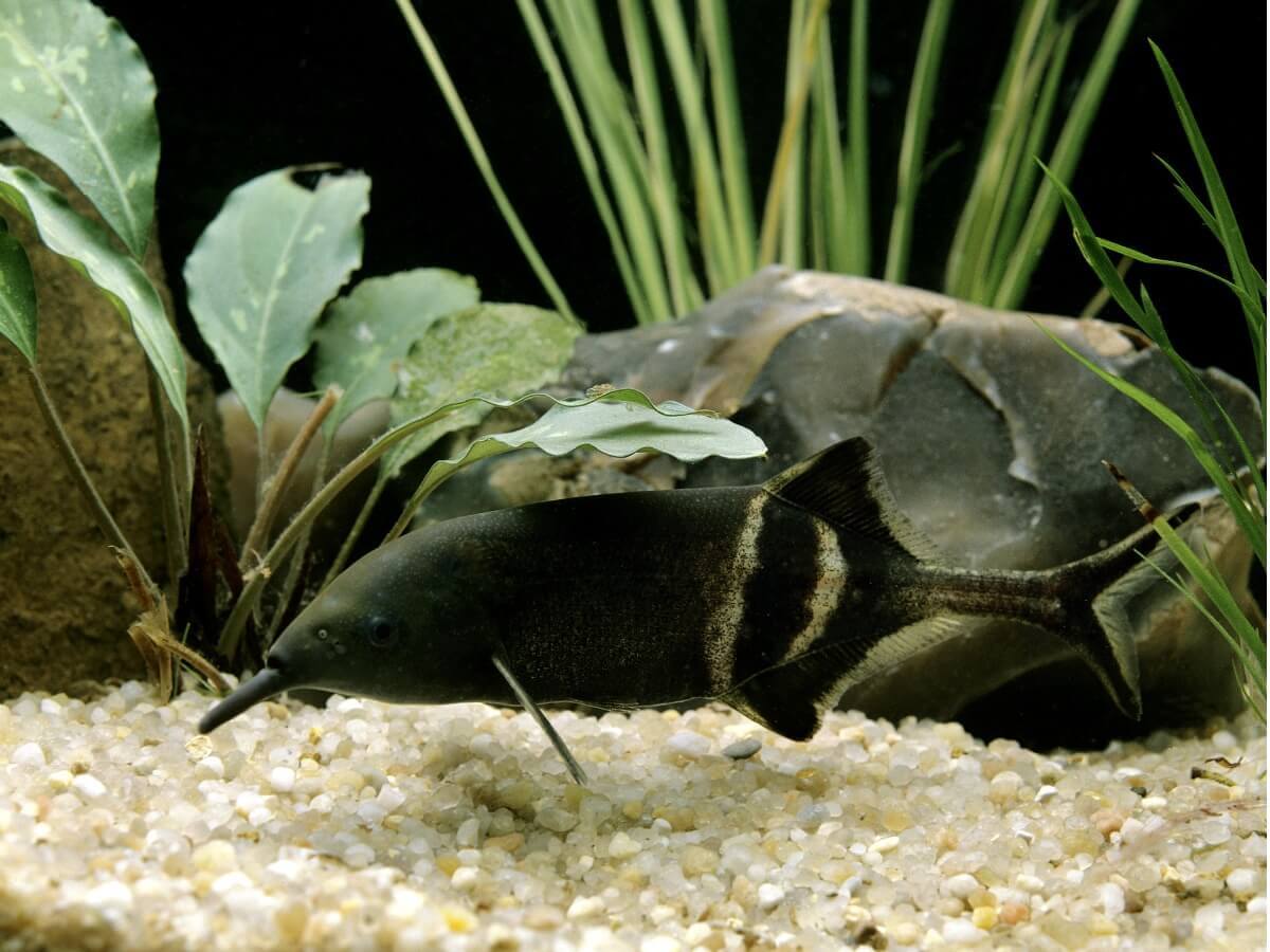 Um peixe-elefante no tanque de peixes.