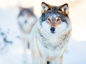 O comportamento dos lobos