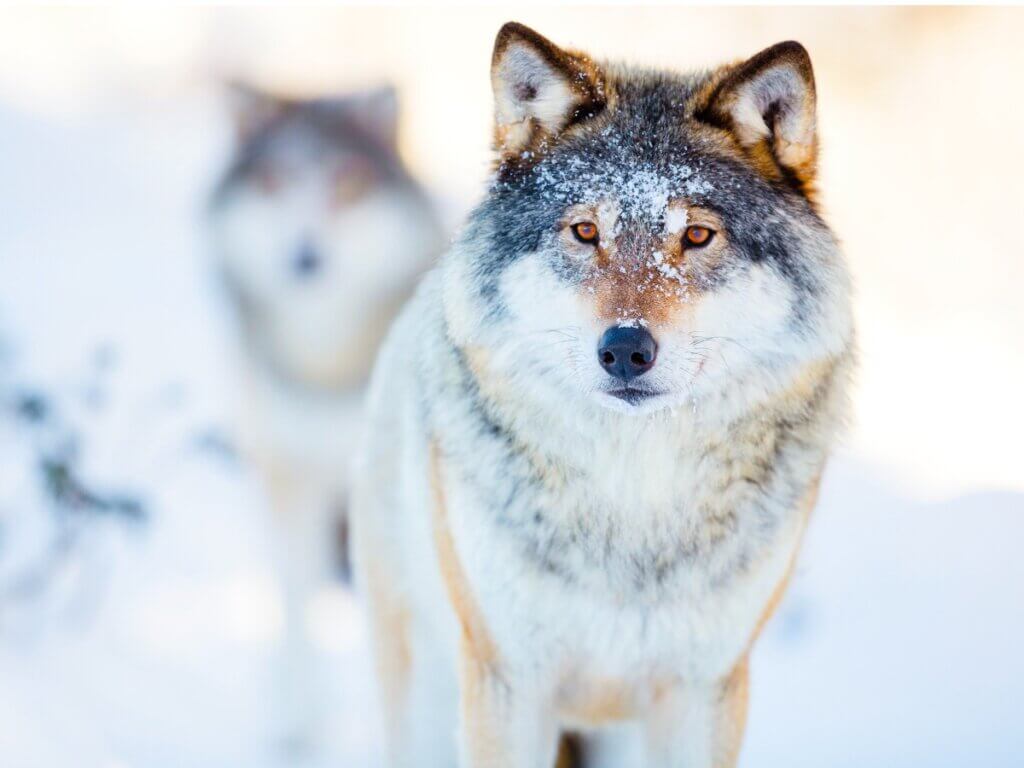 Alguns lobos na neve: conheça as diferenças entre lobos e cães.