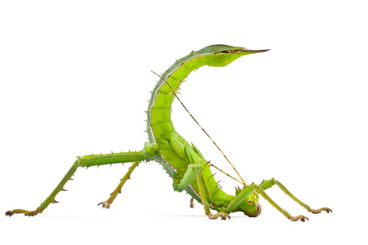 Um bicho-pau em posição de defesa.