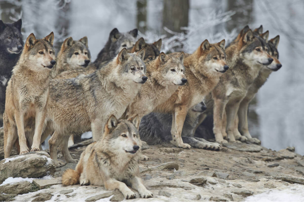 O comportamento dos lobos é impressionante.