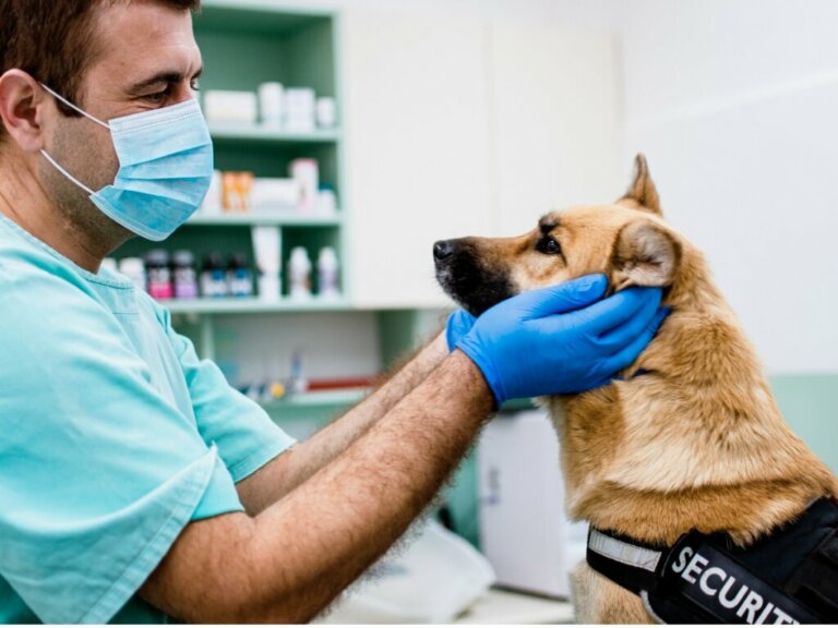 Paralisia facial em cães: sintomas, causas e tratamentos