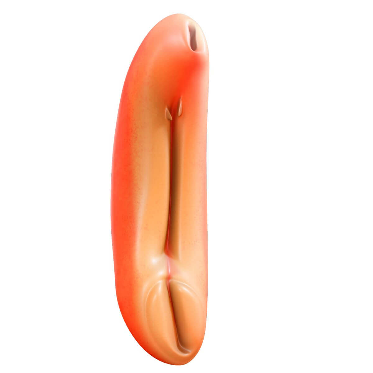 Um dos tipos de moluscos.