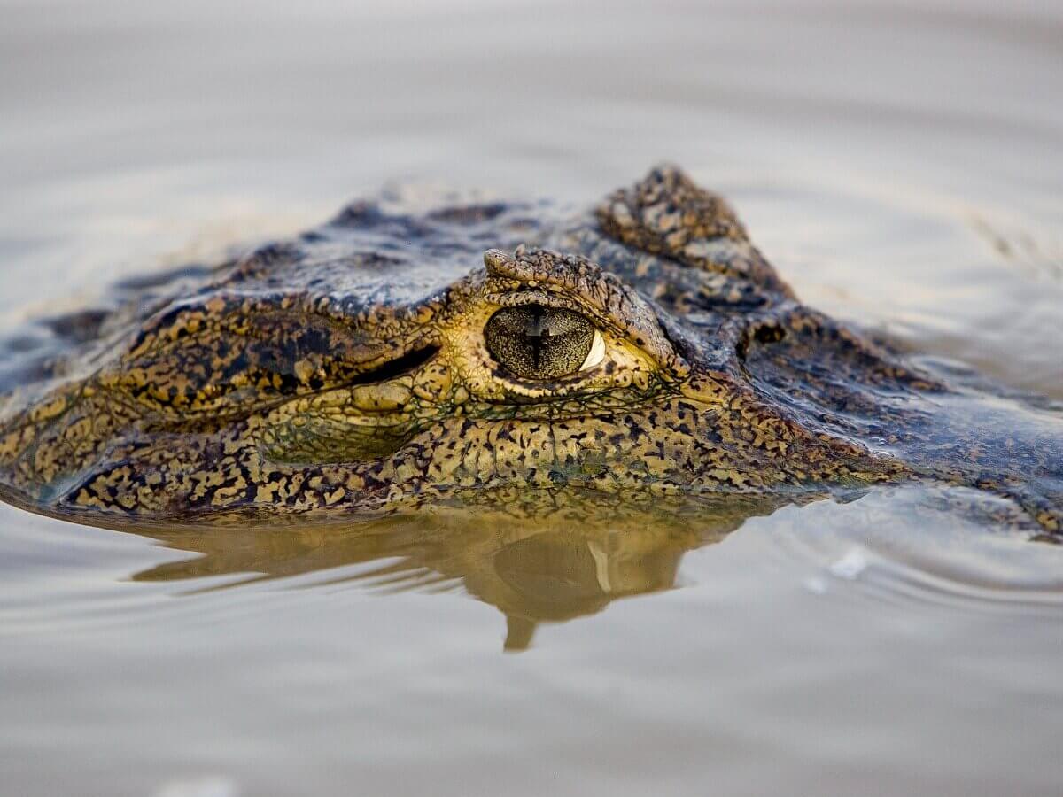 Os olhos de um jacaré-tinga