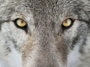 5 diferenças entre lobos e cães