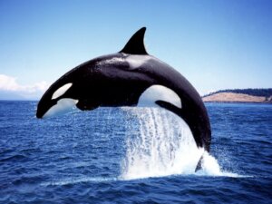 Como as orcas são classificadas?
