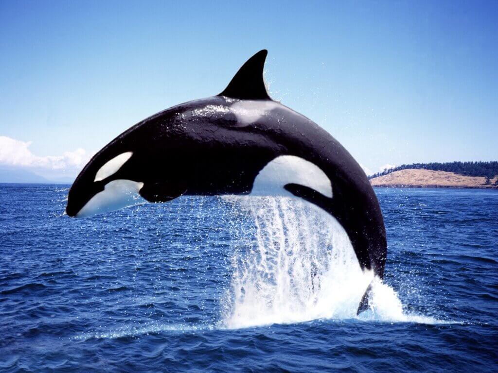 Como as orcas são classificadas? - Meus Animais